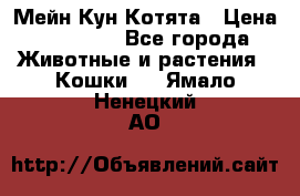 Мейн Кун Котята › Цена ­ 15 000 - Все города Животные и растения » Кошки   . Ямало-Ненецкий АО